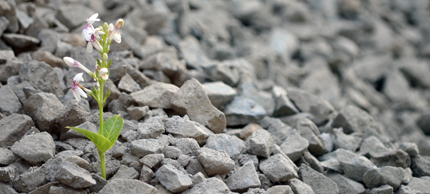 Responsabilidad Social